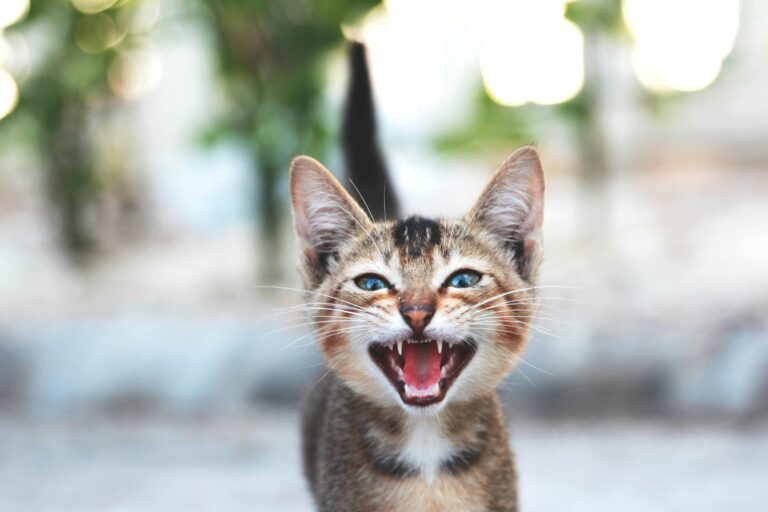 Feline Guardians is Now an Officially Registered Charitable Organization