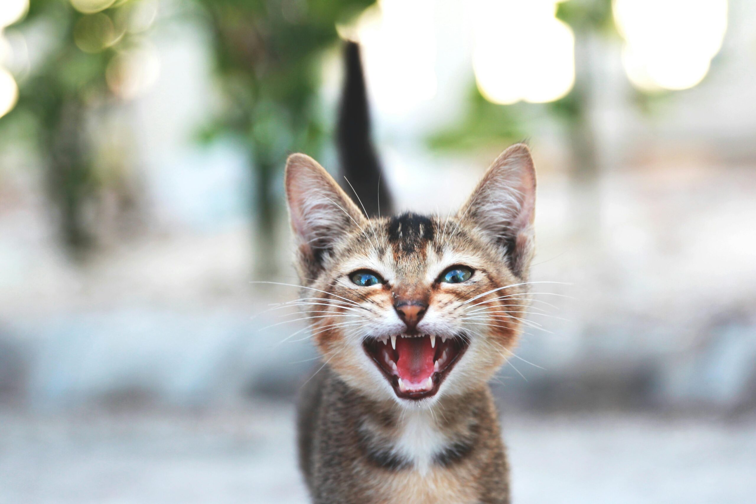 Feline Guardians is Now an Officially Registered Charitable Organization