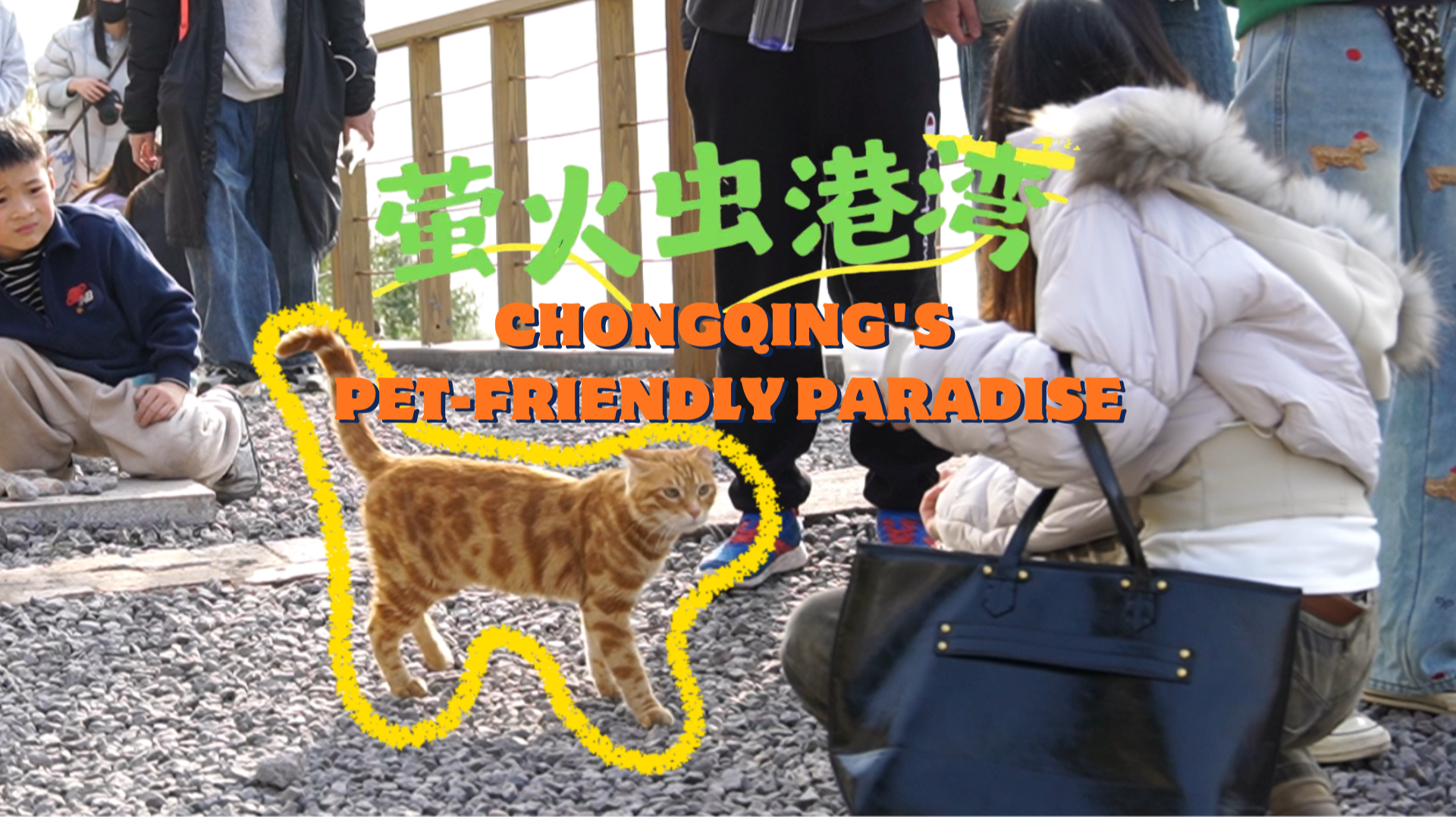 ‘Working’ Strays Win Hearts: Chongqing’s Cat Theme Park Goes Viral