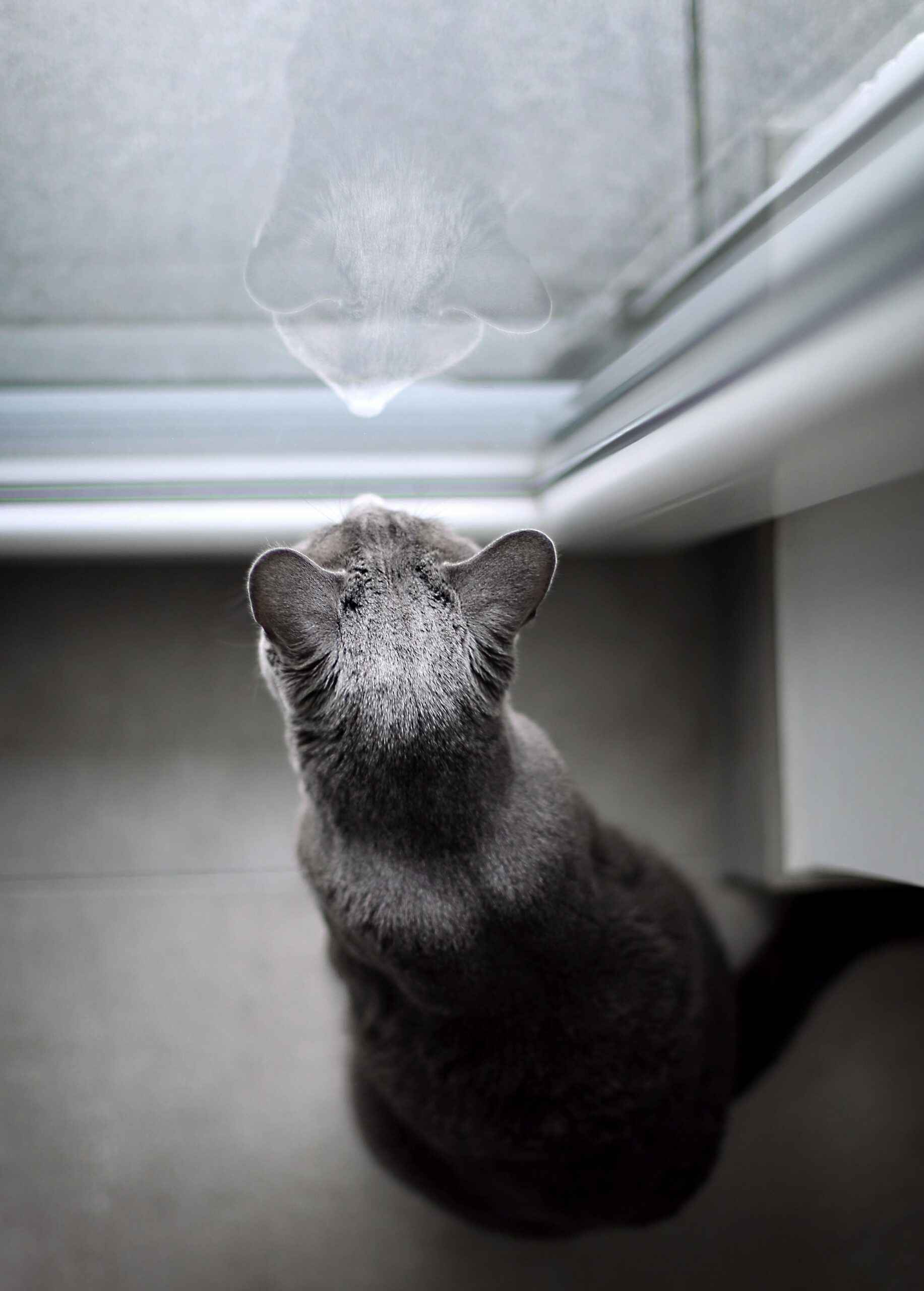 Sweden introduces stricter rules making it illegal to leave your cat unsupervised for extended periods