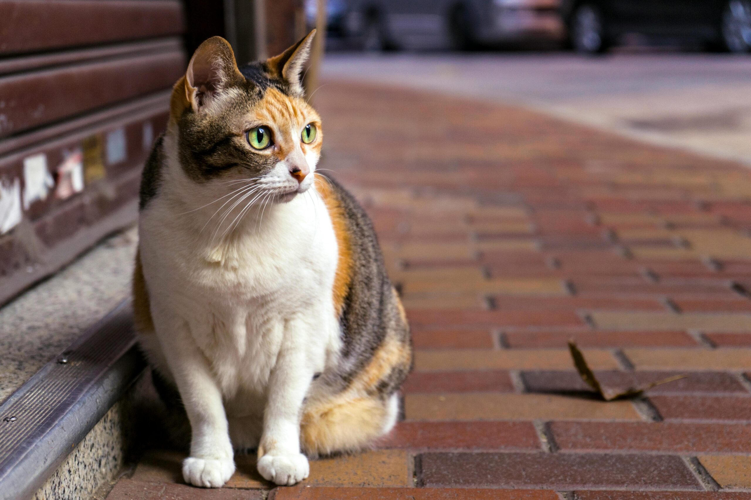 Santa Ana (USA) alleged serial cat killer charged with animal cruelty