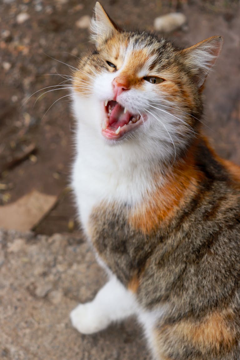 Adorable calico cat yawning, showcasing its colorful fur and playful expression.