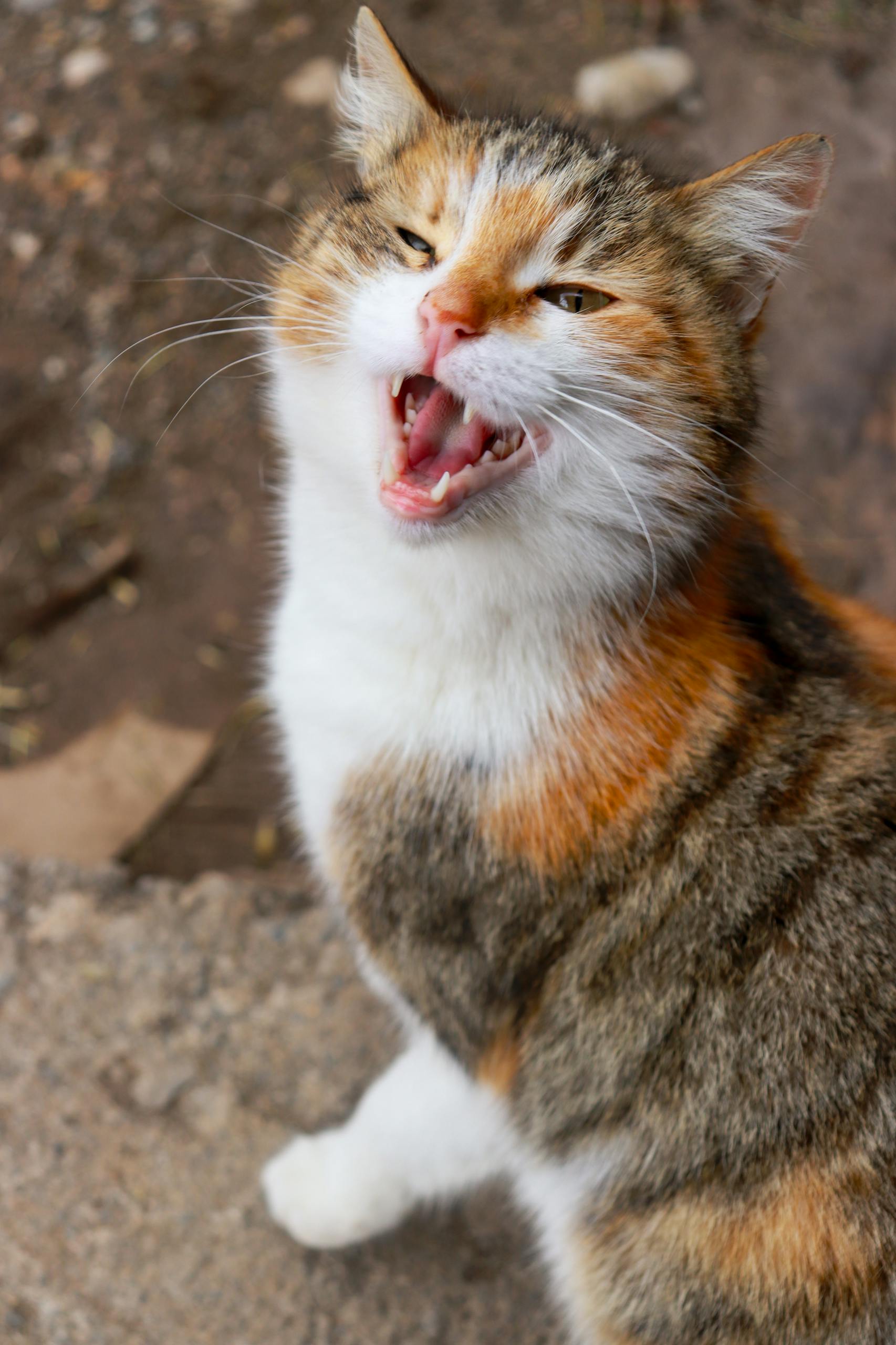 New Suspect Revealed in Ongoing Investigation Into Online Cat Abuse Network