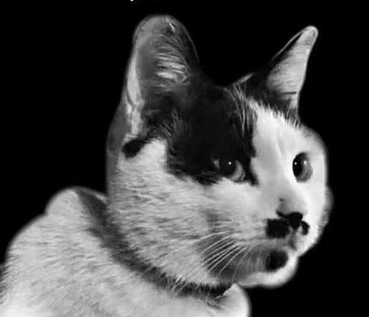 feline guardians symbol