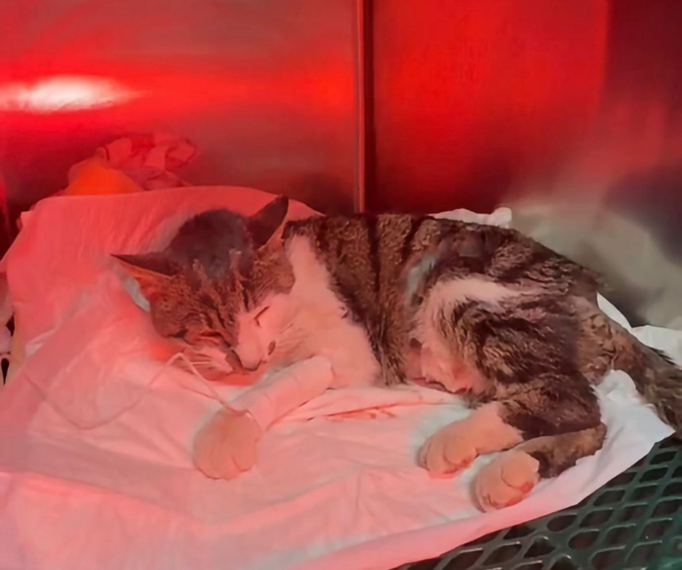 Rosi, and other abused cats in Rome