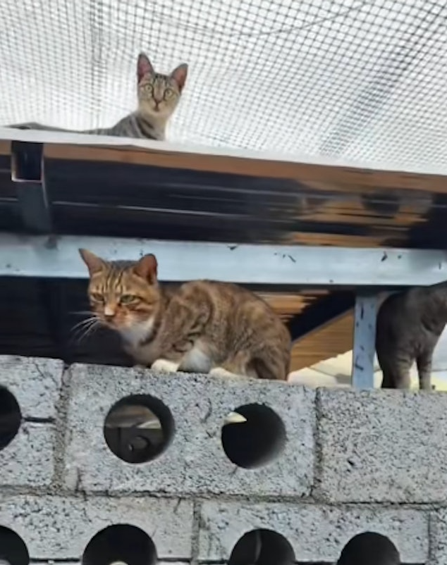Animal Shelter Owner in China Evacuates Dogs And Cats Amid Flooding
