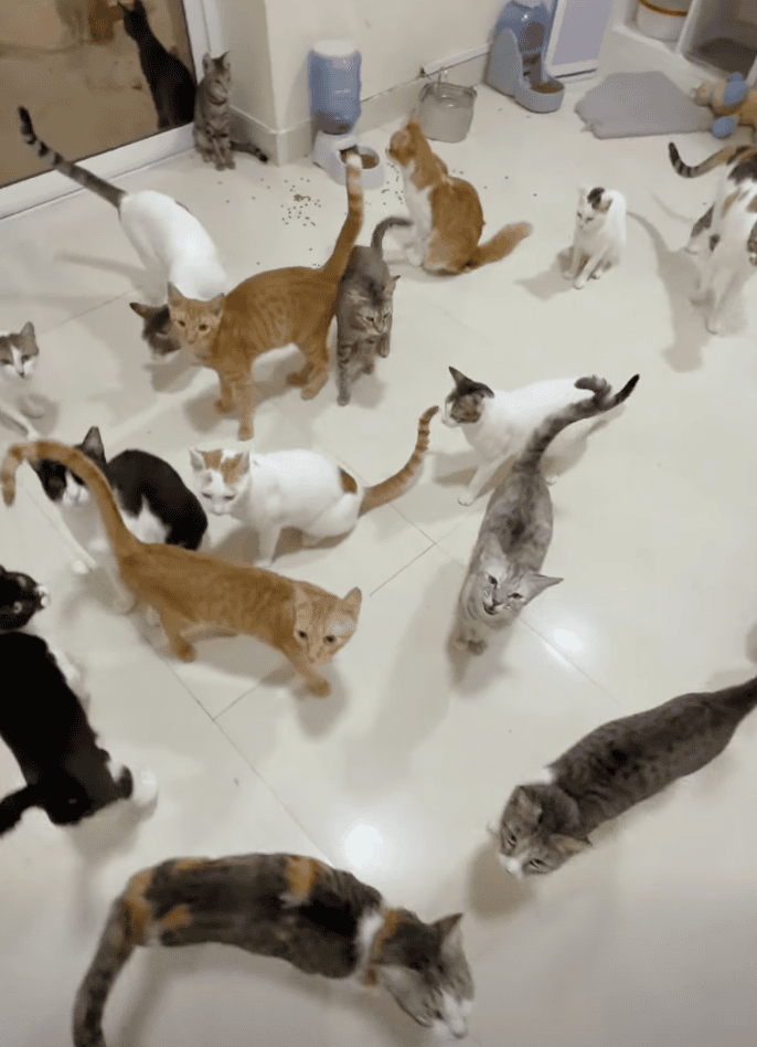 Donate to Bur Dubai Stray Cats