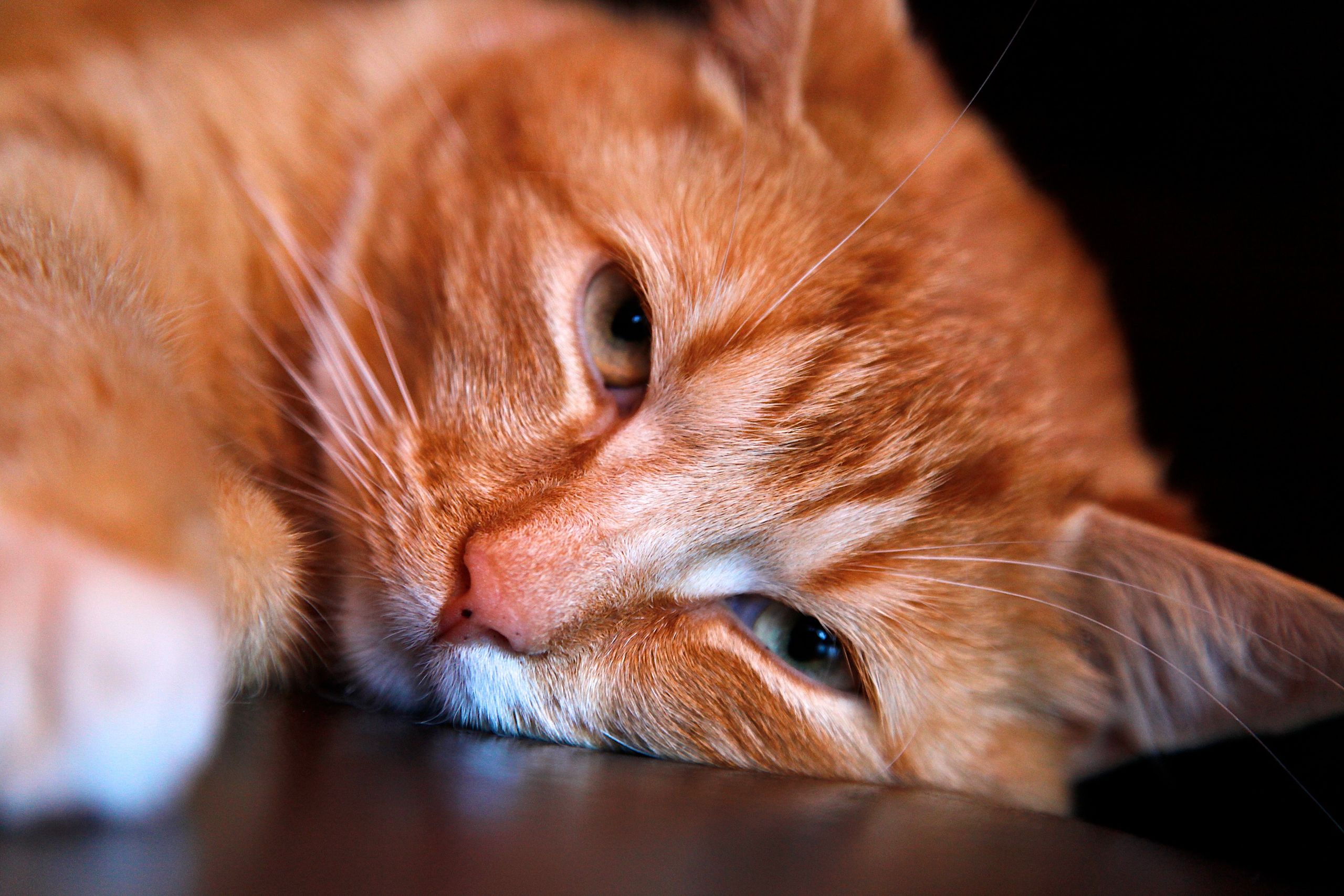 CuteCat